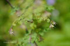 Thalictrum platycarpum